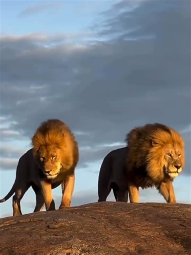 These two brothers out here being the real Lion King. Serengeti National Park, Tanzania 🇹🇿 📹 safarisoulstours #lion #animal #wildlife #nature #lionking
