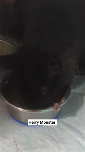 My new rescue Herry Monster #cats #animalcruelty #animalrescue #adoptdontshop #kittens