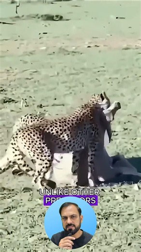 Can the cheetahs protect their food from the hyenas and the lion? #shorts