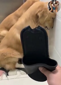 116K views · 7.3K reactions | A docile dog  #Dogs #CuteDogs #LoveDog #SmartDogs Join my group :  Dog Lovers  . Thank you so much ❤ | Dogs World | Facebook