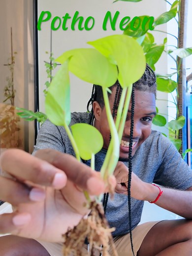 Cuidado del Pothos Gigante: Guía de Plantas