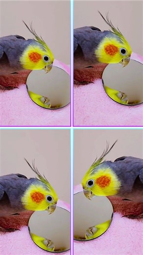 Happy Cockatiel Singing & Whistling – Relaxing, Cute Bird Sounds (Soothing Pet Bird Audio)