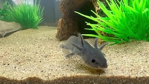 Black Gilled Melanoid Axolotl Babies now in stock 🤩 We also have a number of Leucistic Babies 😍 Complete Setups available ☑️ Available livestock can be found on our website: https://www.exeterexotics.co.uk/available-live-stock #axolotl #axolotls #axolotllove #axolotlsofinstagram | Exeter Exotics