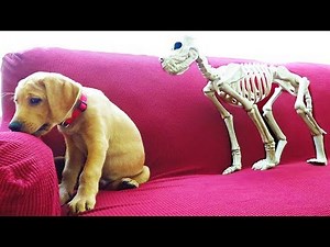Halloween Prank: Skeleton Scares Funny Dog