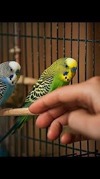 Parakeets singing in a pet store | Budgies sound