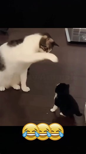 Unhinged 'BOP BOP' Initiation with Pets