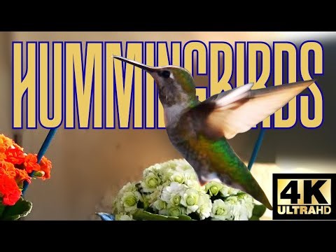 Hummingbird Tea Break | 10 Minutes of Relaxing 4K Hummingbirds | Calm Music