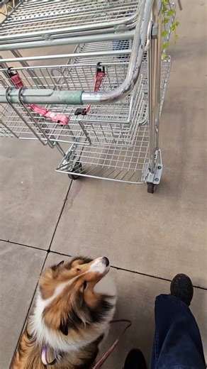 The Lawn Flamingo 🦩 (@thelawnflamingo)’s videos with original sound - Sharpie Shark