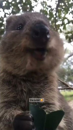 Quokka making cute noises 🥺