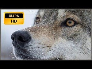 Daily Life of a Wolf - [ASMR] Ultra HD Nature Film