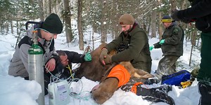 Collaborative study tracks collared moose in western UP