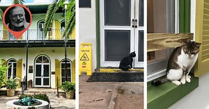 Ernest Hemingway's six-toed cats are safe after writer's Florida estate was damaged by Hurricane Ian