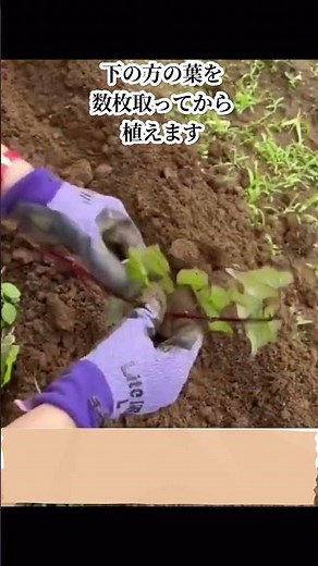 さつまいもの苗が完成したので畑に植えました #家庭菜園 #野菜作り #再生栽培 #gardening #さつまいも栽培 #家庭菜園初心者 #さつまいもの育て方