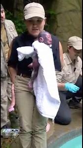 So Interesting Lovely Gorilla Baby A Mother Gorilla monkey gave birth to twins Adorable Gorilla babies after doctors rescued her from a pool. | Baby Junya
