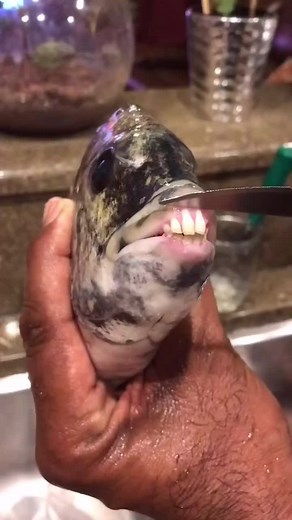 Discovering the Unique Sheepshead Fish and Its Teeth