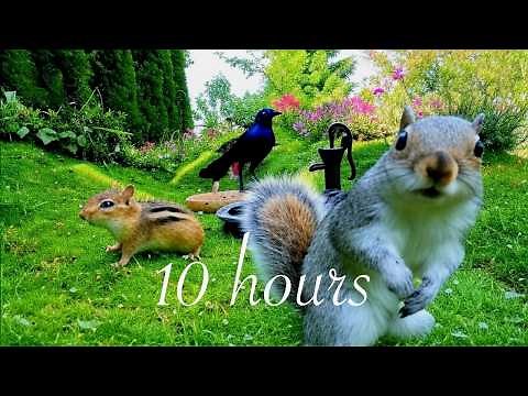 10-Hour Cat TV: Non-Stop Chipmunks, Birds & Squirrels. 4K.