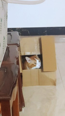 Robo-Cat: Feline's Amusing Response to Owner's Call