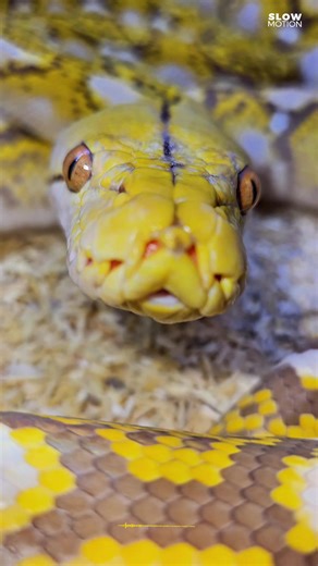 Python reticulatus (mochino) #terrarium #terrarystyka #snake #python #reptile