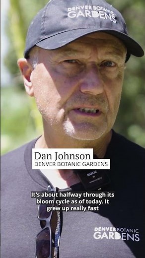 Utah agave enters death bloom 'grand finale' in Denver Botanic Gardens