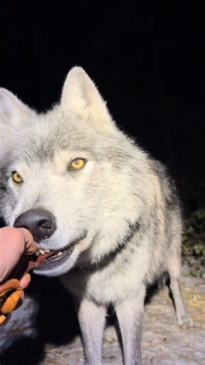 You’ve never seen a nicer wolf. #Wolves #Wolfdogs #wildlife #wolfbehavior #wolflife @followers | oliverthewolfguy