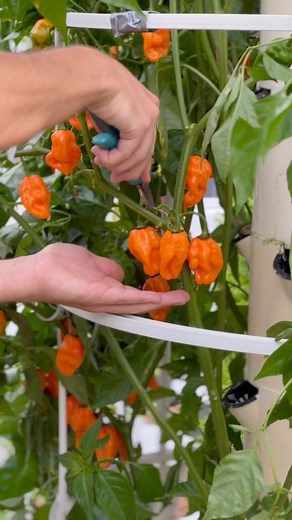 Agrotonomy on Instagram: "When growing outdoors, it’s essential to plant your crops according to the seasons, ensuring they are grown at the right time to match their optimal temperature ranges. Each crop has specific environmental conditions in which it thrives, and planting outside of these conditions can significantly reduce yield. It’s important to account for the time it takes for each crop to grow from seed to harvest. By carefully planning the timing of your seed sowing and transplanting 