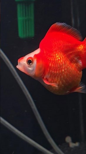 Cute Orange Ryukin Goldfish “Dandy” | Ikan Mas Koki Ryukin Cantik 🐠