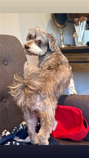 Heavenly Havanese Puppies on Reels | Facebook