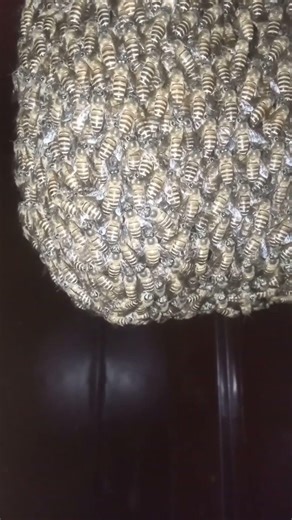 Thousands of Bees Gathered — What Are They Communicating? 🐝📡