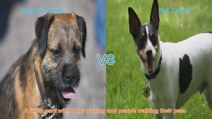 Border Terrier vs. Rat Terrier: A Comparison of Two Fantastic Dog Breeds
