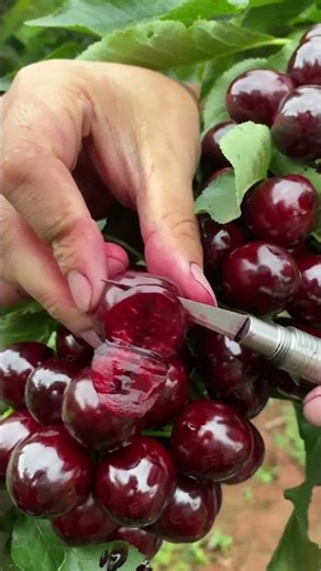 Agricultural Harvest - Picking Cherries from Trees #fruit