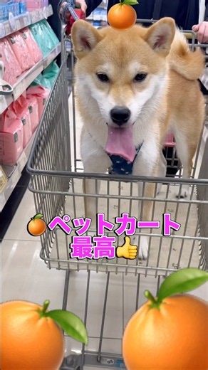 【全力爆走w】愛用の「噛み噛み棒」が小さくなったので新調へ！ペットショップへ猛ダッシュ＆カートでノリノリなお買いものをする柴犬が可愛すぎた 2026年9月25日