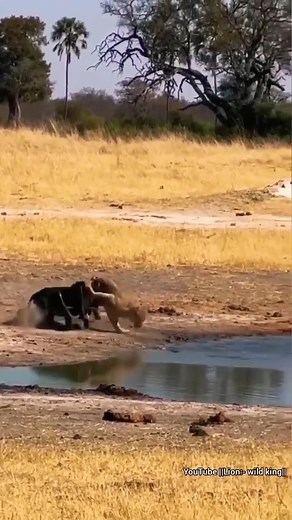 88K views · 904 reactions | Sable Fight back Against Lion. #reels | Hub Kate | Facebook