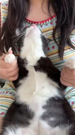 Viral Cat Dance: Shake It Off! CatOperation FunnyCat DanceChallenge