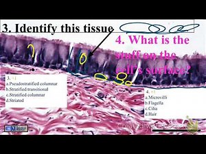 Epithelial and Connective Tissues Practice Quiz 2018