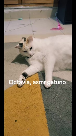 Octavia: Gatito ASMR en Vivo – Momentos Destacados