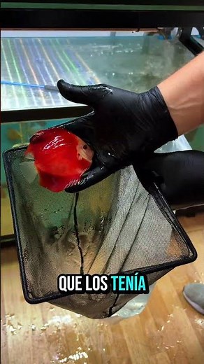 🔥 4 Red Diamond Discus Fish Headed to Their New Home 😍🐟 | Firemouth Aquaristic