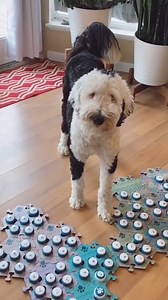 Bunny Visits Selena! | Whataboutbunny