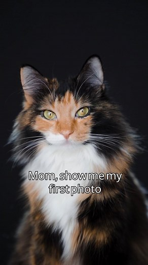 10K reactions · 247 shares | I was once a very sickly little kitten, but look at me now  #catsofinstagram #cutecats #photogeniccat #calicocats #cutecat #catphotography | Freya The Fluff | Facebook