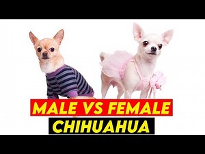 Male Vs Female Chihuahua; What Are The Key Differences