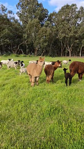 51 reactions · 9 comments | Springtime on the farm  Marmalade has a beautiful baby boy  | M & M Trovato Biodynamics | Facebook