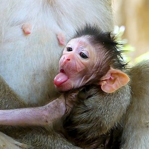 Congratulation!!! Young Mom Just Give Birth For The First Time Today | Baby Lion