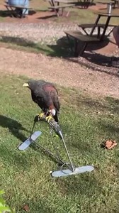 157K views · 1.7K reactions | Wetherspoon hires employee with razor-sharp claws to stop attacks | Devon Live | Facebook