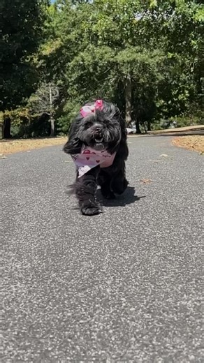 Snoopy Girl - the fluffy cute dog 💖🇦🇺 on Instagram: "Freshly groomed and feeling fluffin fabulous🩷🐾 Woofs to you all Tomorrow is Galentines Day and I can’t wait to celebrate. Who else is celebrating #galentinesday❤️ Pawfect groom and cute Valentine’s bandana from @yuppypuppydayspa Thank you to Erica for always making me look pawdorable 🩷🩷🩷💋 #freshlygroomed #fluffyandfabulous"