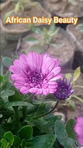 Beautiful Osteospermum Blooming 🌼 | African Daisy Garden Magic