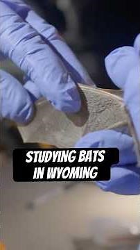 Before bats can be saved, they have to be studied. #naturepbs #wildlife #animals #bats #wildhope
