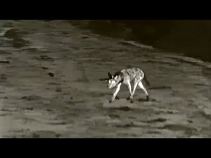 iRay Alpha 640 TOP DOG?!