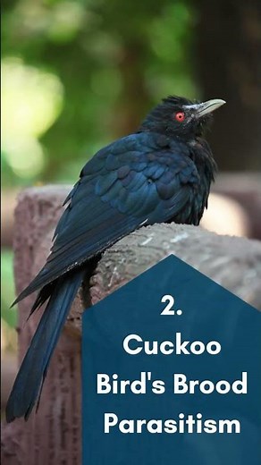 Top 7 Most Interesting Animal Behaviours | Social Behaviour | M & A - The Animal Empire