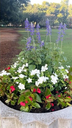 Stunning Heat Loving Summer Containers! Red, White & Bloom!