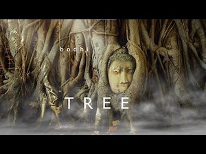 Bodhi Tree | Meditation Healing Relaxation | Ambient Meditation Music