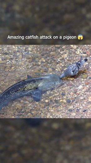 How did the pigeon not see the catfish coming 😱!? #catfish #fishing #underwater